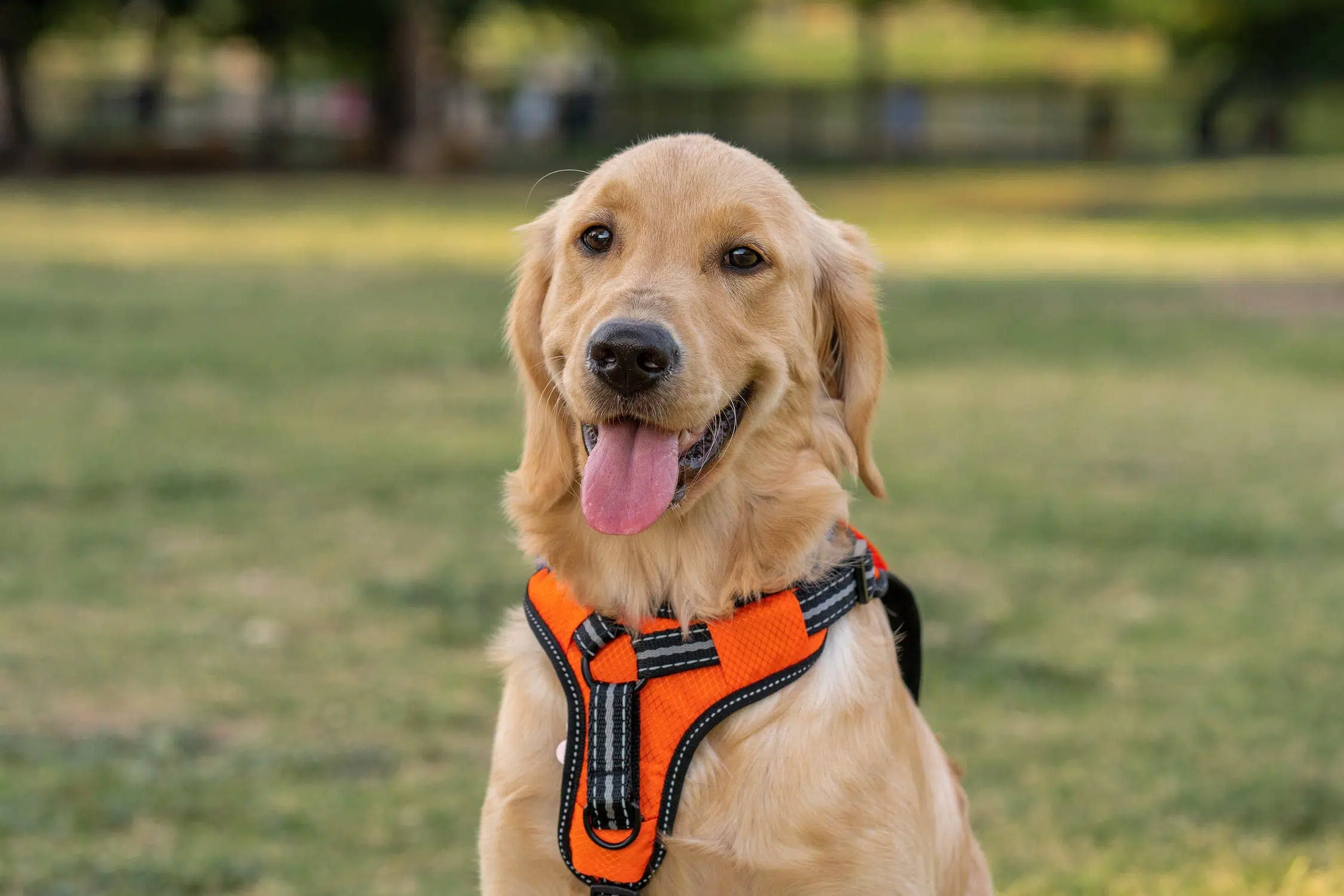 Comment choisir un harnais stylé et résistant pour votre chien