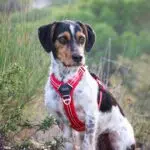 Comment choisir un harnais stylé et résistant pour votre chien