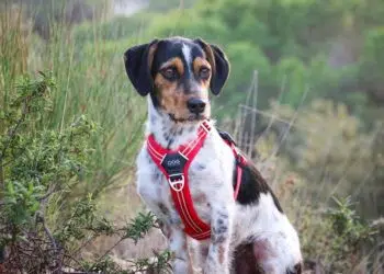 Comment choisir un harnais stylé et résistant pour votre chien