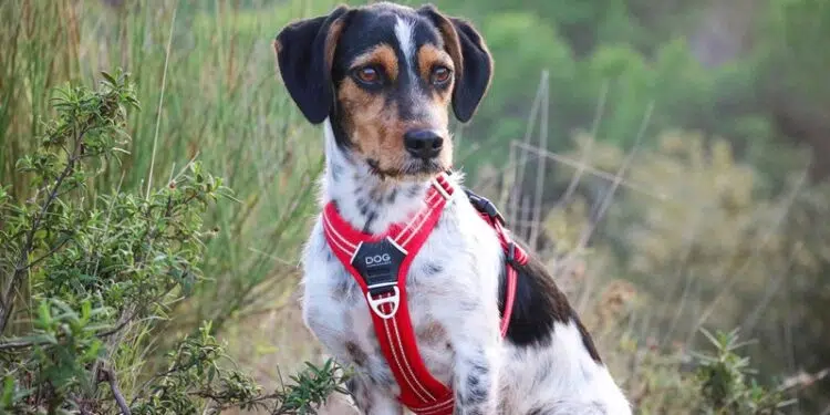 Comment choisir un harnais stylé et résistant pour votre chien