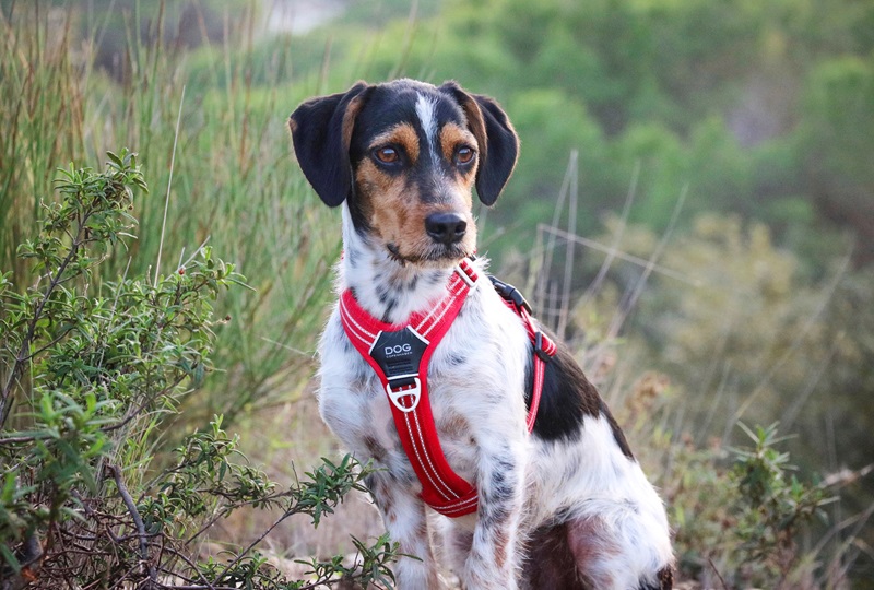 Comment choisir un harnais stylé et résistant pour votre chien