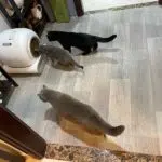 Optimisez le confort de votre chat avec la litière auto-nettoyante tout ce que vous devez savoir