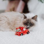 chat heureux 1