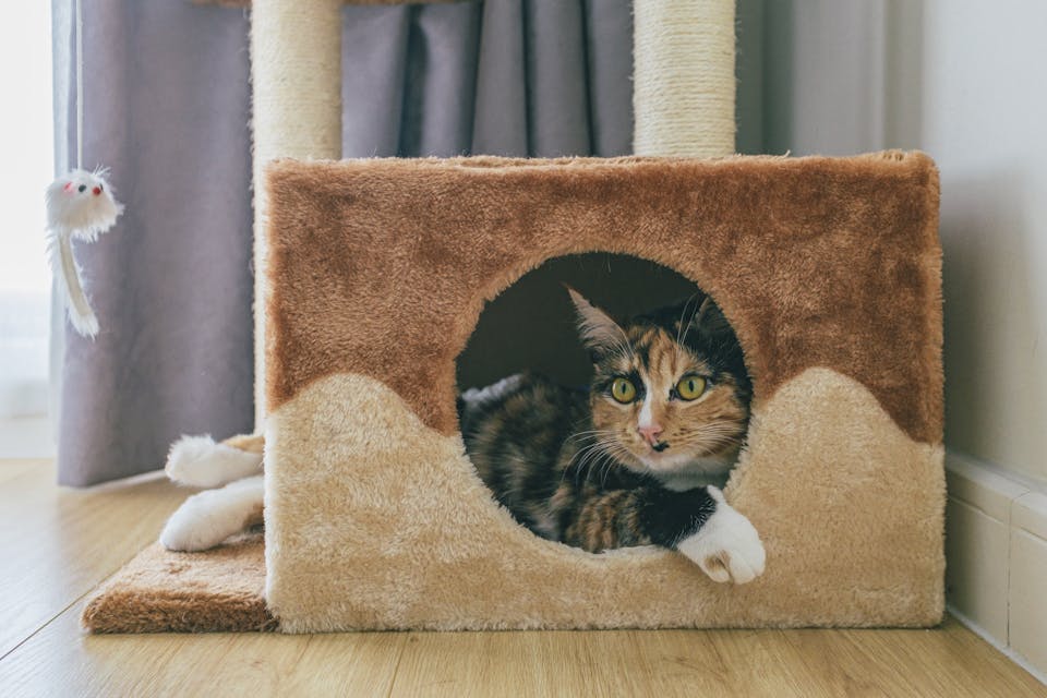 chat heureux 3