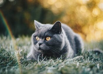 Chat fugueur 1