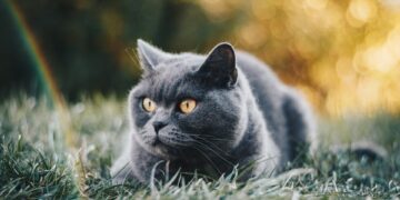 Chat fugueur 1