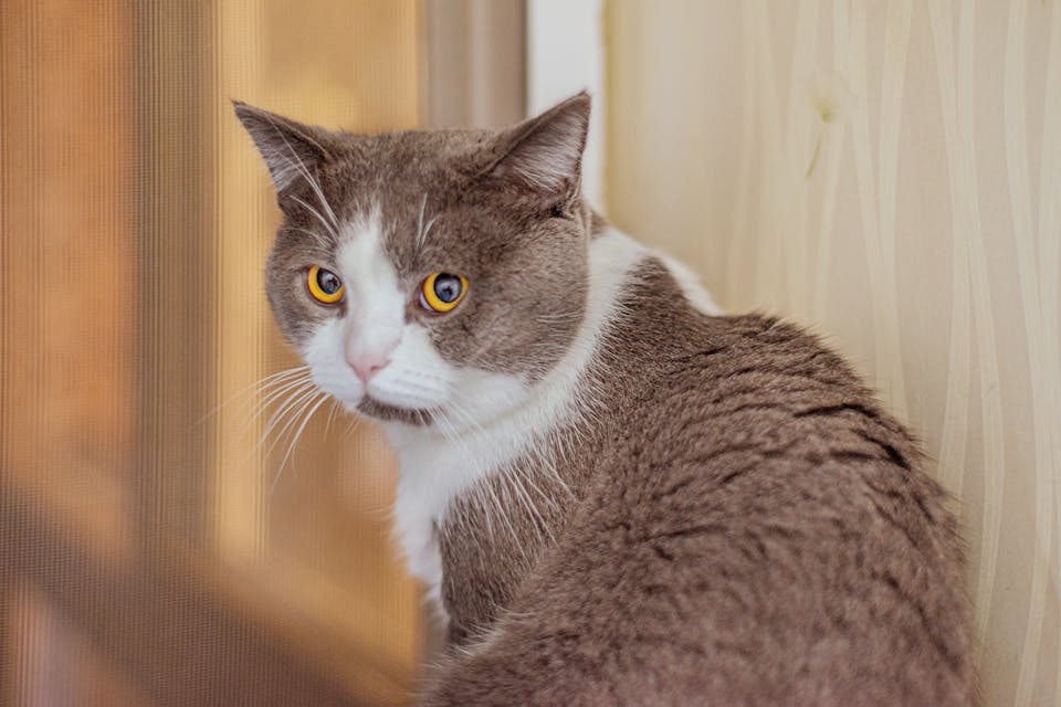 Chat fugueur 2