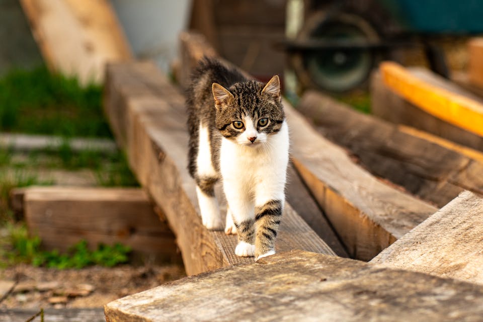 Chat fugueur 3