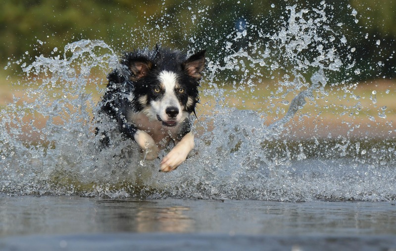 border collie en activité