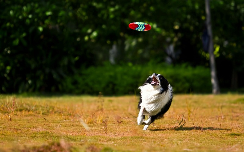 border collie qui joue