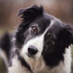 un border collie