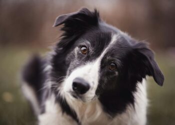 un border collie