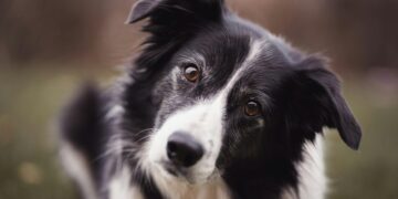 un border collie