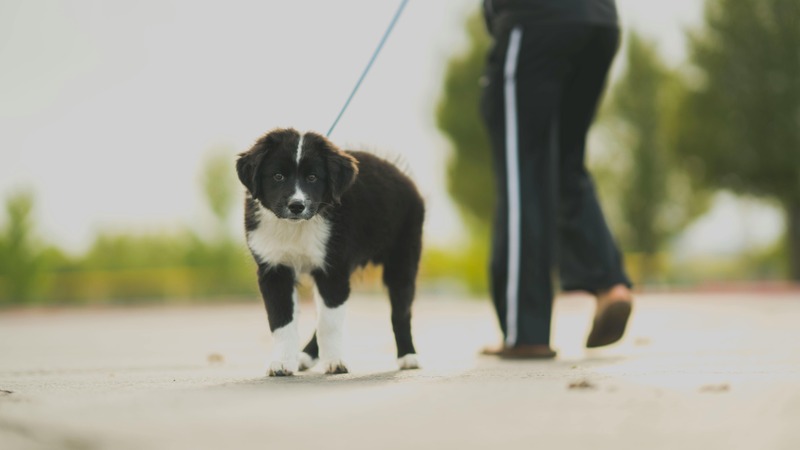 un jeune border collie