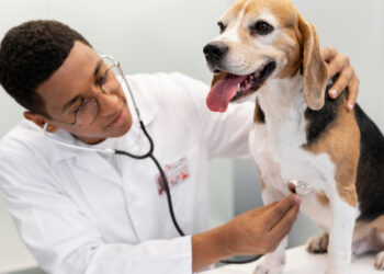 Sérénité au quotidien : pourquoi l’assurance est un atout pour la tranquillité d’esprit avec son chien ?