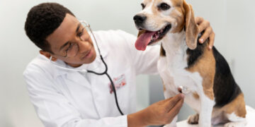 Sérénité au quotidien : pourquoi l’assurance est un atout pour la tranquillité d’esprit avec son chien ?