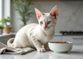 Chat Bengal blanc sur un comptoir moderne de cuisine